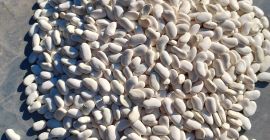 Szukam partnera do fasoli