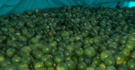 Możemy dostarczyć następujące. Tahiti Limes konwencjonalne i Tahiti Limes