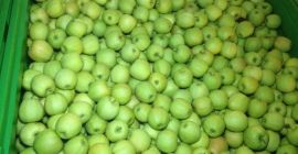 Świeże jabłka z Polski Golden, Gala Royal, Gloster, Idared,