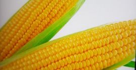Sprzedam kukurydzę 0,80 kg. Kukurydza na sprzedaż 0,80 €