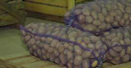 Ziemniaki sortowane 80 gr - 1kg Ziemniak Vineta -