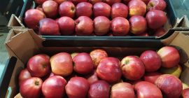 Sprzedaję jabłka z Polski bezpośrednio od producenta. Cenę ustalamy