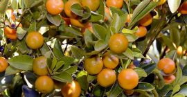 Sprzedam mandarynki ilości hurtowe. Kraj pochodzenia: Hiszpania, Maroko, Grecja.