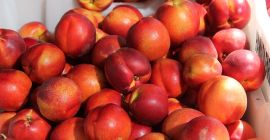 Sprzedam nektaryny ilości hurtowe. Kraj pochodzenia: Hiszpania, Maroko, Grecja.