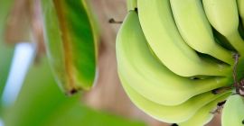 Sprzedam banany z Ekwadoru ilości hurtowe. Email: Info@agriazula.es, tel: