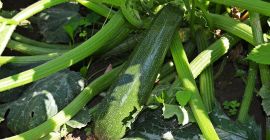 Sprzedam cukinie, ilości hurtowe. Kraj pochodzenia: Hiszpania, Maroko, Holandia.