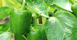 Sprzedam paprykę, ilości hurtowe. Kraj pochodzenia: Hiszpania, Maroko, Holandia.