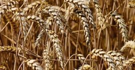 Przedsiębiorstwo sprzedaje pszenicę 100 ton