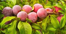 Sprzedam śliwki z Hiszpanii, ilości hurtowe . Email: Info@agriazula.es,