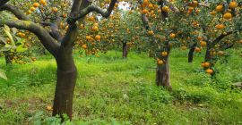 Późna sprzedaż Ciaculli