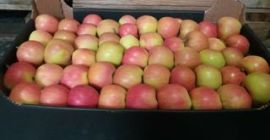 Tylko złoty, bezbarwny, jonagold, czerwony pyszny. Dowolny kaliber. Opakowania