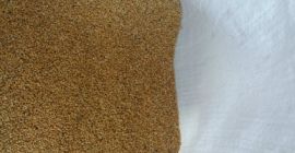 Sprzedam proso, czystość od 98% do 99,9%, brak obcych