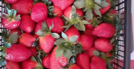 Mam ofertę na eksport, w dużej ilości, doskonałej jakości.