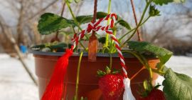 TRUSKAWKI NA WĘDZIE W GARNKACH. Cena wynosi od 49