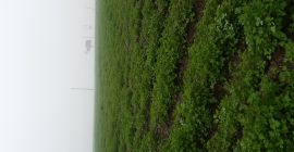 Liście świeżej zielonej pietruszki. Cena do negocjacji. Możesz skontaktować