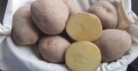 Sprzedam bardzo smaczne żółte ziemniaki odmiany Vineta i Madeira