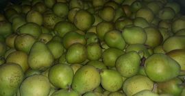 Sprzedam Lukasówķę ok 8 ton