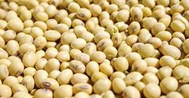 Jesteśmy EKTOSAM MULTIPURPOSE COMPANY LTD, Nasze organiczne produkty Agro,