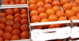 Sortuj mieszane pępki i pępki jakości I + II