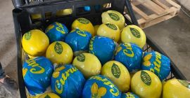 Świeża cytryna z Turcji jest gotowa do wysyłki.