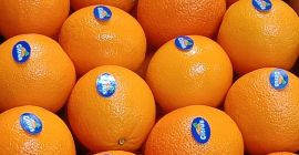 Eksport produktów ekologicznych Eksport Specjalizujemy się w dziedzinach rolnictwa,