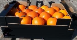 Jakość II Rodzaj pępka Rozmiar 2; 3; 4; 5;