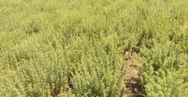 Uprawę greckiego oregano (Origanum Vulgare Hirtum) 2021 możemy dostarczać