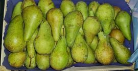 Sprzedam Konferencje 6+ 6.5-7.5 5.5-6.5 cm przygotowana w luszczke