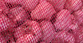 Sprzedam czosnek hiszpański w bardzo dobrej cenie! Mamy różne