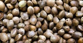 Nasiona Konopi / Nasiona Konopi od producenta (Cannabis Sativa
