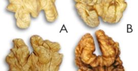 Sprzedajemy mez denuca w jakich kategoriach chcesz