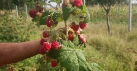 W 100% naturalne maliny karmione wyłącznie organicznymi nawozami. Plantacja