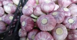 Świeży czosnek czerwono-biały Rozmiar 5-7 cm Aby uzyskać więcej