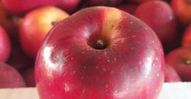 Sprzedam jabłka florina, mam 3 4 tony jabłek stołowych