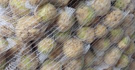 Sprzedam ładnego zdrowego selera po szczotkarce