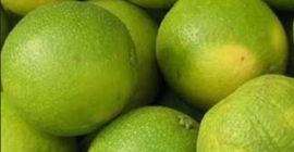Świeże, organiczne cytryny z Ugandy