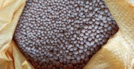 Jestem zainteresowany zakupem gryki. Gryka o swoistym zapachu i