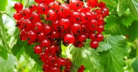 Rodzinne gospodarstwo ekologiczne na lubelszczyźnie prowadzi sprzedaż następujących roduktów: