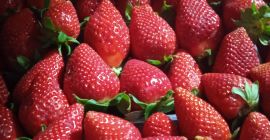 Truskawki Victory, duże, słodkie, opakowanie 5 kg. Dostarczamy lub