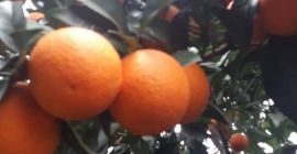 Pomarańcze Valencia, świeże, do odbioru z ogrodu na zamówienie,