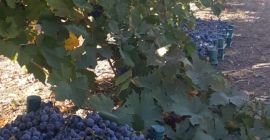 Sprzedajemy nasze wysokiej jakości winogrona z Turcji. Około 350