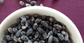 Opis: Owoce Jagody kamczackiej. Przez kilku odbiorców robione badania