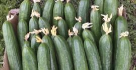 Sprzedam ilości detaliczne jak i hurtowe ogórka szklarniowego -