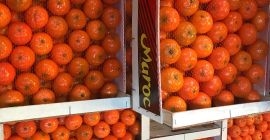 „AGRUMCO to firma rodzinna, zlokalizowana w mieście Beni Mellal