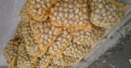 Sprzedam ziemniaki wielkość sadzeniak 50 worków po 15kg wineta