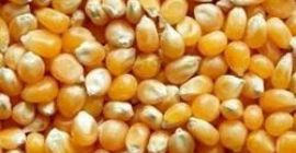 Sprzedam kukurydzę żółtą i białą w bardzo umiarkowanej cenie.