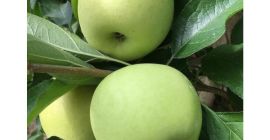 Jabłko złote 60-70, ilość 100 t