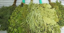 Poszukujemy dostawców ziół w całości : tj listowie +łodyga