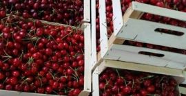 Oferujemy najlepsze ceny na wiśnie w dowolnym momencie. Wiśnie