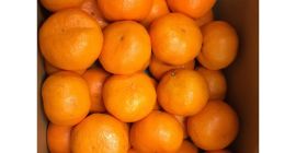 Produkt Świeży pępek Pomarańczowy pochodzenie Turcja Temperatura w pojemniku